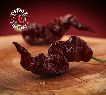 Primotalii Chocolate - ISO •