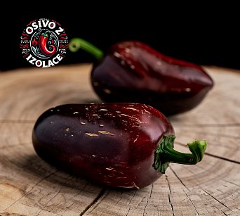 Jalapeno Marocan Black - ISO •