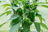 Jalapeno Maylon | Chilli semena