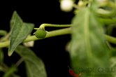 Capsicum cf. mirabile | Chilli semena