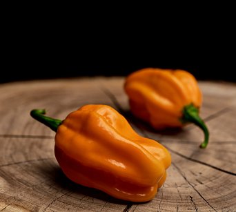 Hainan Yellow Lantern - ISO