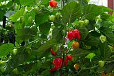 Habanero Red Savina | Chilli semena