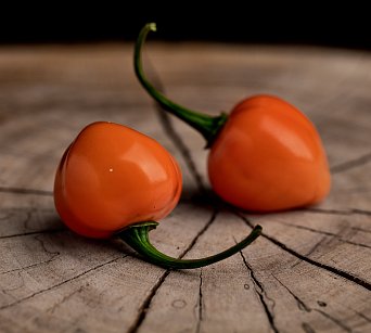 Charapon Amarillo - ISO