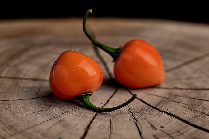 Charapon Amarillo - ISO | Chilli semena