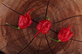 7 Pot Primo Red - ISO | Chilli semena