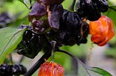 Pockmark Orange - ISO • | Chilli semena