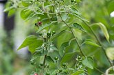 Capsicum eshbaughii | Chilli semena