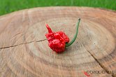 7 Pot Primo Red - ISO | Chilli semena
