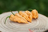 Bhut Jolokia Purple Peach - ISO • | Chilli semena