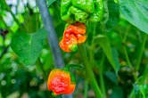Moruga Blend | Chilli semena