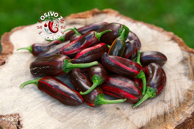 Candy Cane Chocolate "Mocha Swirl" - ISO • | Chilli semena