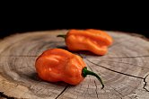 Roger's Giant Orange Habanero - ISO • | Chilli semena