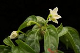 Capsicum schottianum Red Flower | Chilli semena