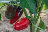 Jalapeno Grosso - ISO | Chilli semena