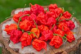 7 Pot Primo Red - ISO | Chilli semena
