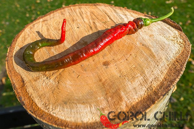 Elephant's Trunk | Chilli semena