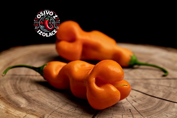 Erotico - ISO | Chilli semena