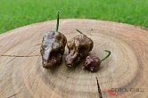 Brazilian Ghost Chocolate | Chilli semena