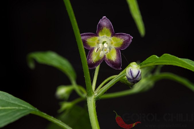 Capsicum eximium CAP 1491 | Chilli semena