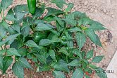 Jalapeno Maylon - ISO | Chilli semena
