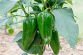 Jalapeno Big Pit - ISO | Chilli semena