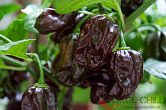Habanero Chocolate - ISO | Chilli semena