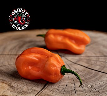 Roger's Giant Orange Habanero - ISO •
