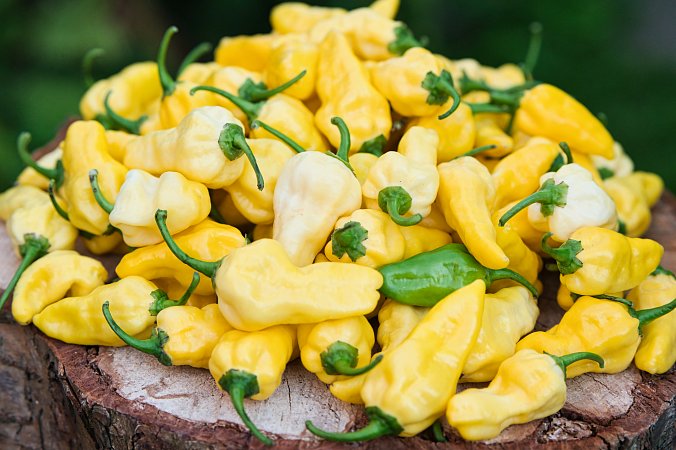 White Naga | Chilli semena