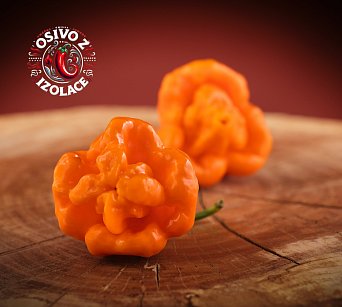 Scotch Bonnet Allen Boatman TFM - ISO