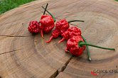 7 Pot Primo Red - ISO | Chilli semena