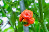 Moruga Blend | Chilli semena