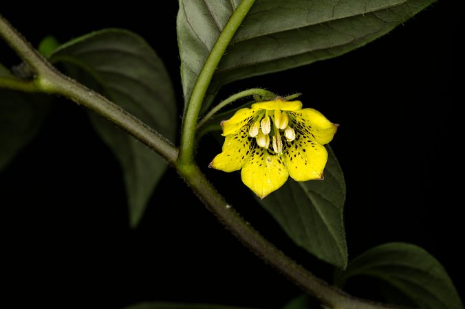 Capsicum geminifolium | Chilli semena