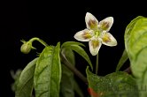 Capsicum recurvatum, red flower | Chilli semena