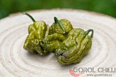 Bhut Jolokia Mustard | Chilli semena