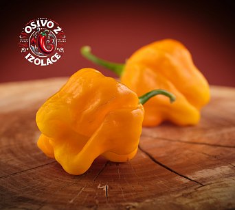Habanero Big Sun - ISO