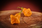 Aji Fantasy Orange - ISO | Chilli semena