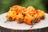 Bhut Orange Copenhagen | Chilli semena