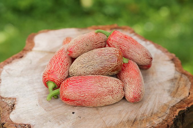 Jalapeno Corking - ISO | Chilli semena