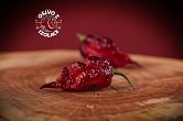 Fox Purple Ghost Gnarly Ruby - ISO | Chilli semena