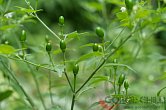 Capsicum chacoense CAP 1153 | Chilli semena