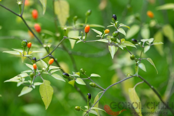 Capsicum chacoense CAP 1153 | Chilli semena