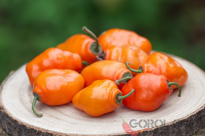 CAP 1242 | Chilli semena