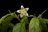 Capsicum recurvatum, red flower | Chilli semena