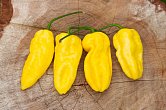 Bhut Jolokia Surprise Yellow F4 | Chilli semena