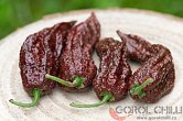 Bhut Jolokia Chocolate | Chilli semena