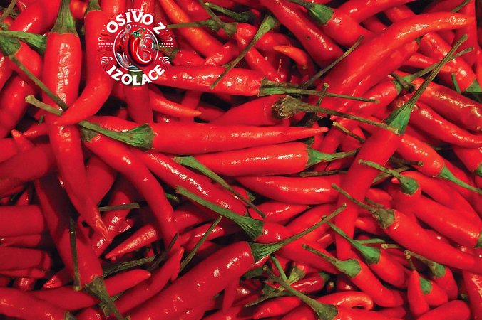 Tabasco - ISO • | Chilli semena