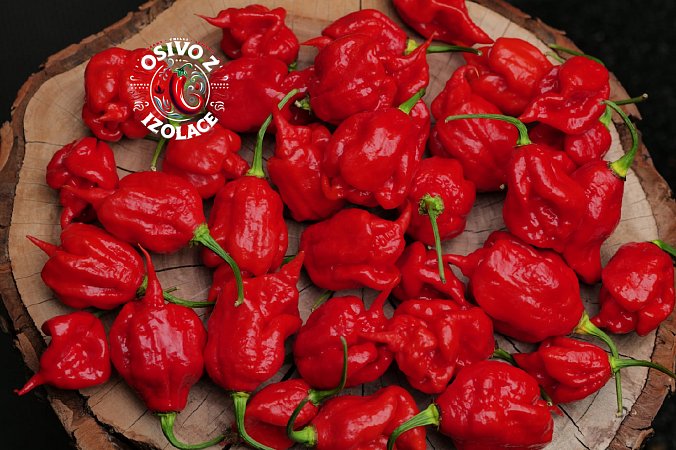 7 Pot Prigo F3 | Chilli semena