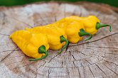 Bhut Jolokia Yellow | Chilli semena