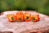 Bhut Orange Copenhagen | Chilli semena