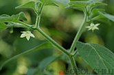 C. galapagoense | Chilli semena